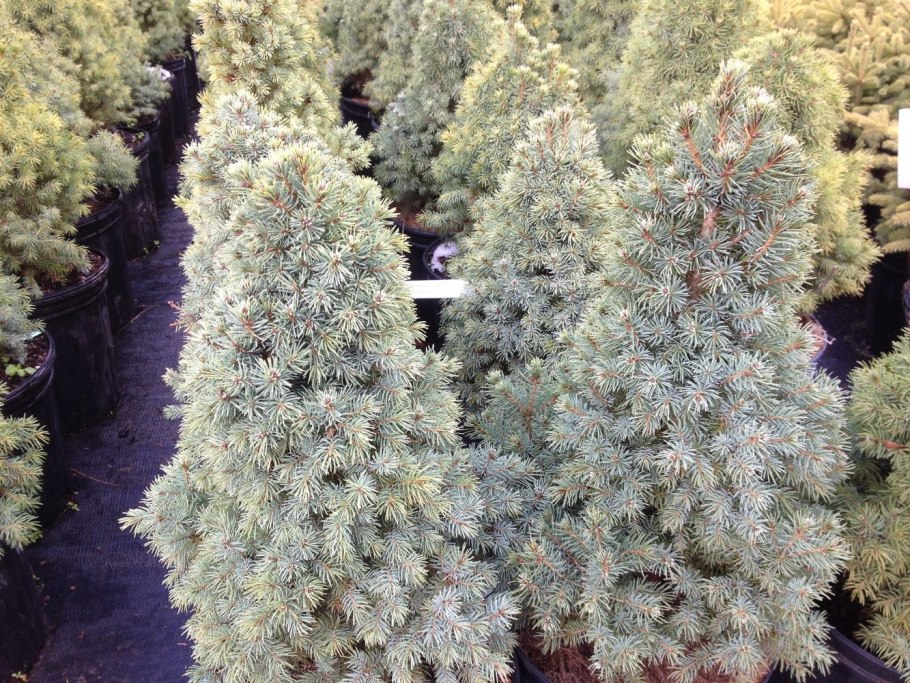 Ель сизая/канадская conica