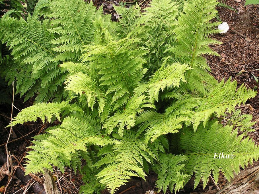 Кочедыжник женский (Athyrium filix-Femina)