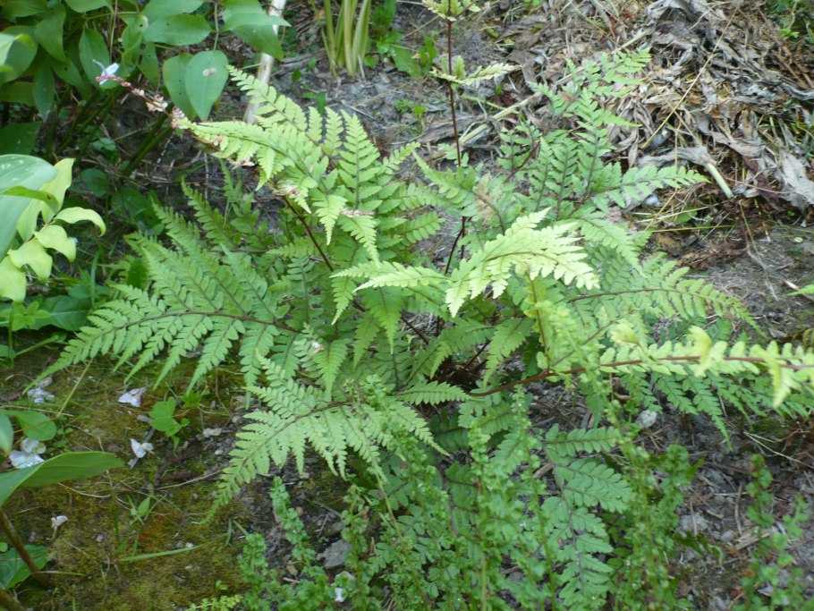 Athyrium filix-Femina Lady in Red