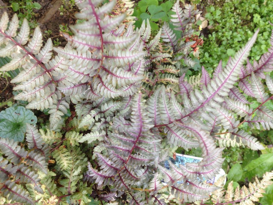 Папоротник щитовиднтк