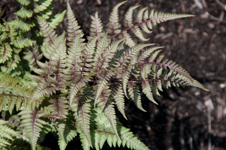 Папоротник Athyrium vidalii