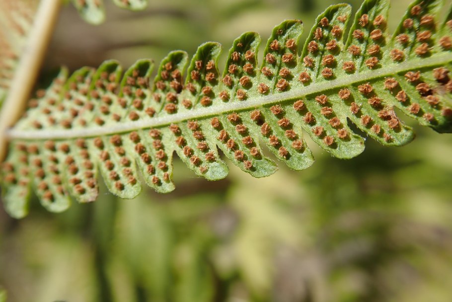 Кочедыжник Oceans Fury