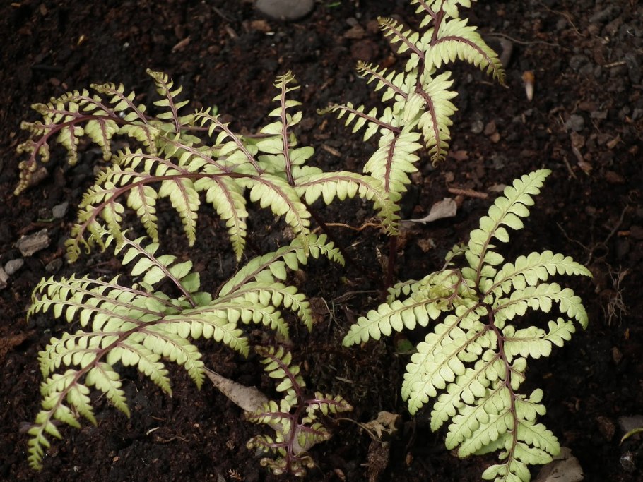 Dryopteris filix-mas