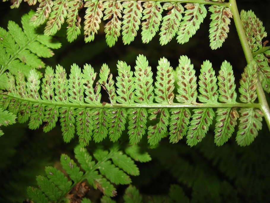 Схема развития папоротника биология