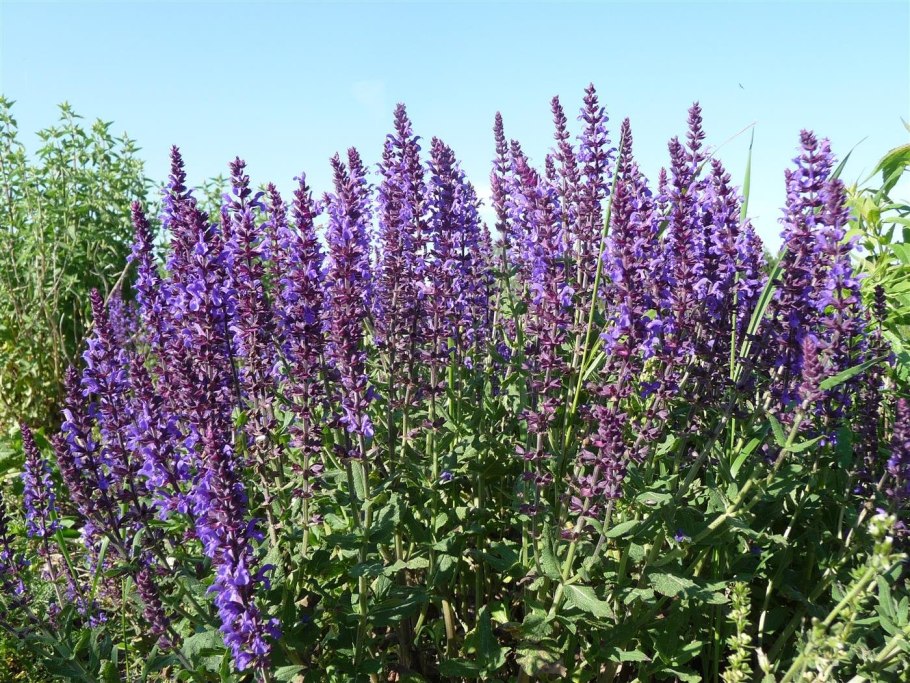 Шалфей лекарственный гравюра