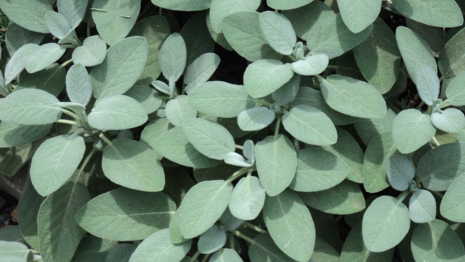 Шалфей лекарственный серебристый