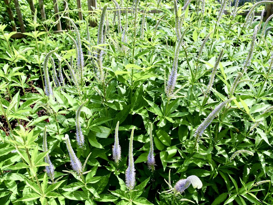 Шалфей Salvia officinalis PURPURASCENS