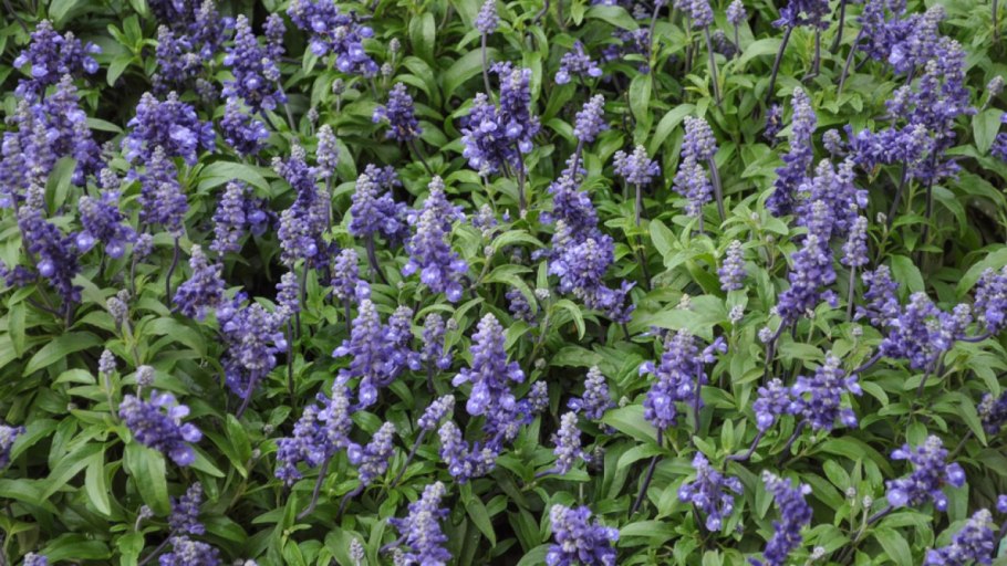 Шалфей Вербеновый