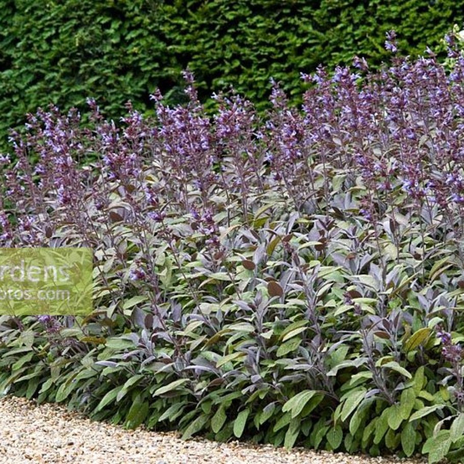 Шалфей огородный