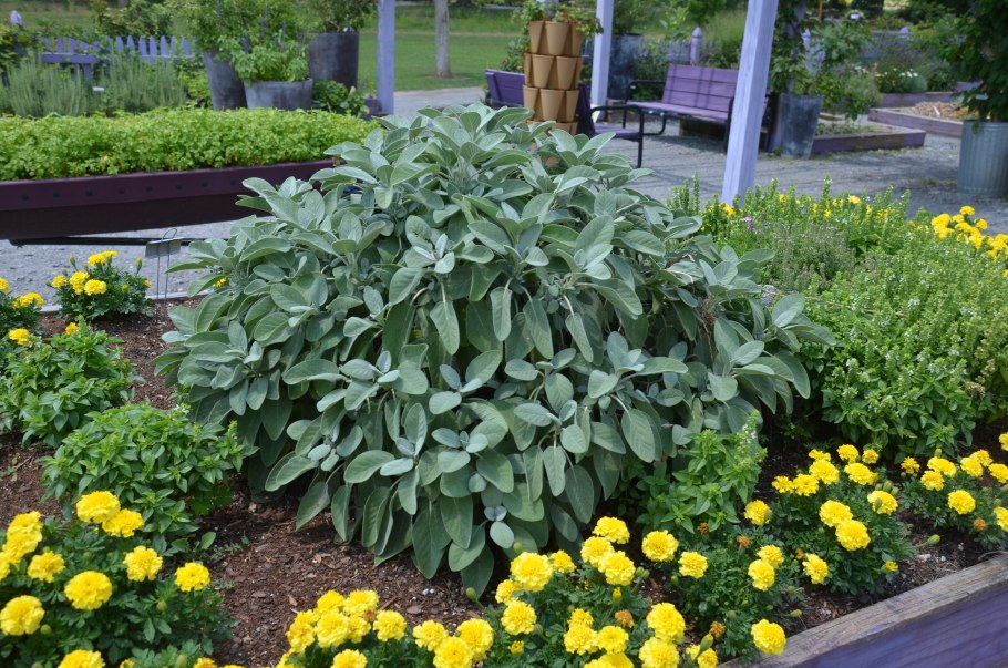 Шалфей Salvia officinalis Berggarten