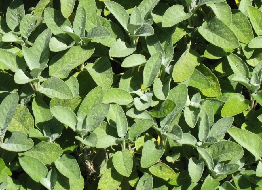 Шалфей оффициналис Аурея