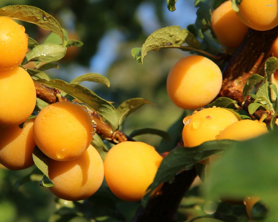 Алыча красный шар