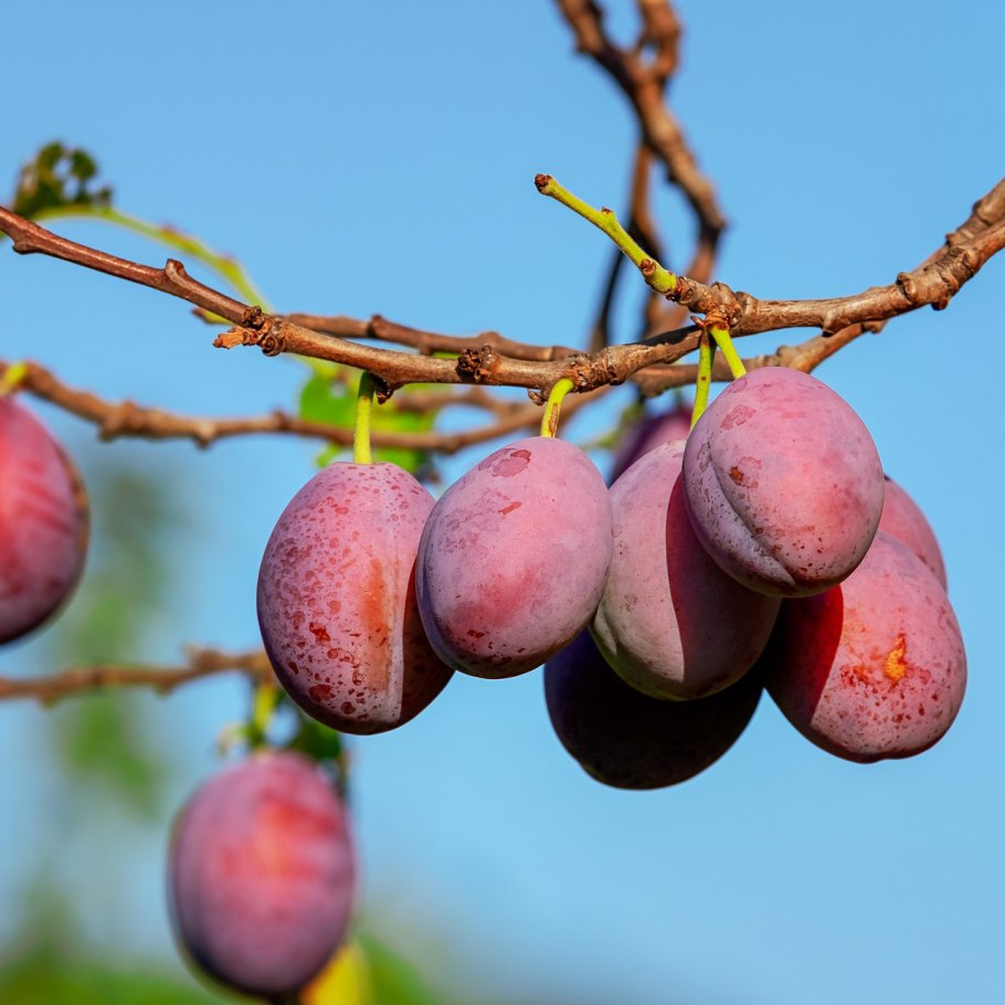 Алыча абрикос