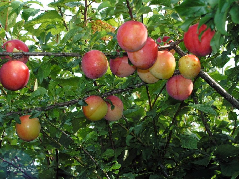 Шарафуга описание и фото отзывы