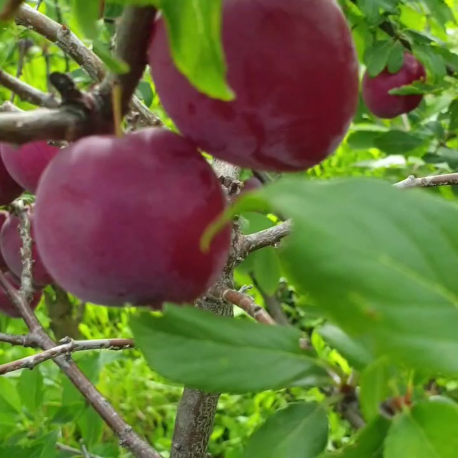 Алыча алёнушка