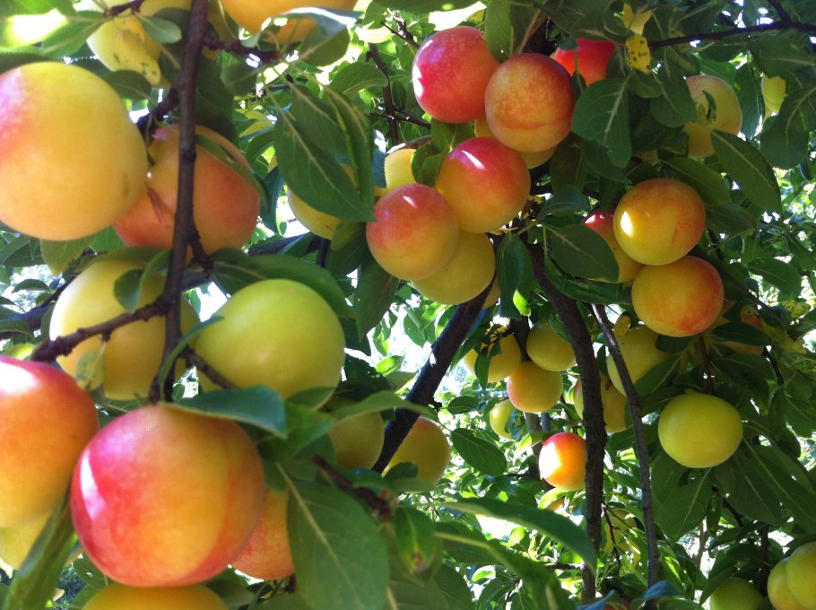 Алыча гибридная Июльская роза