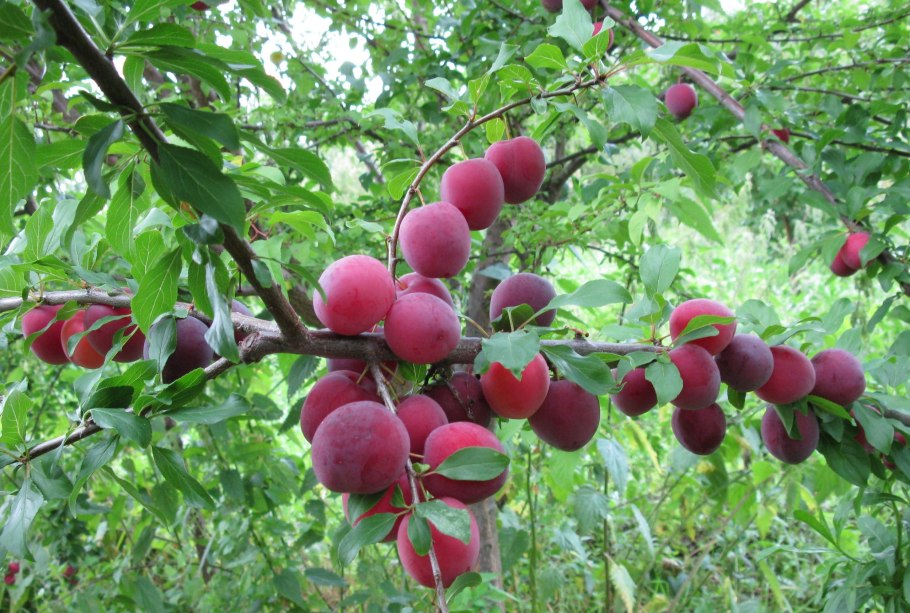 Алыча карминная