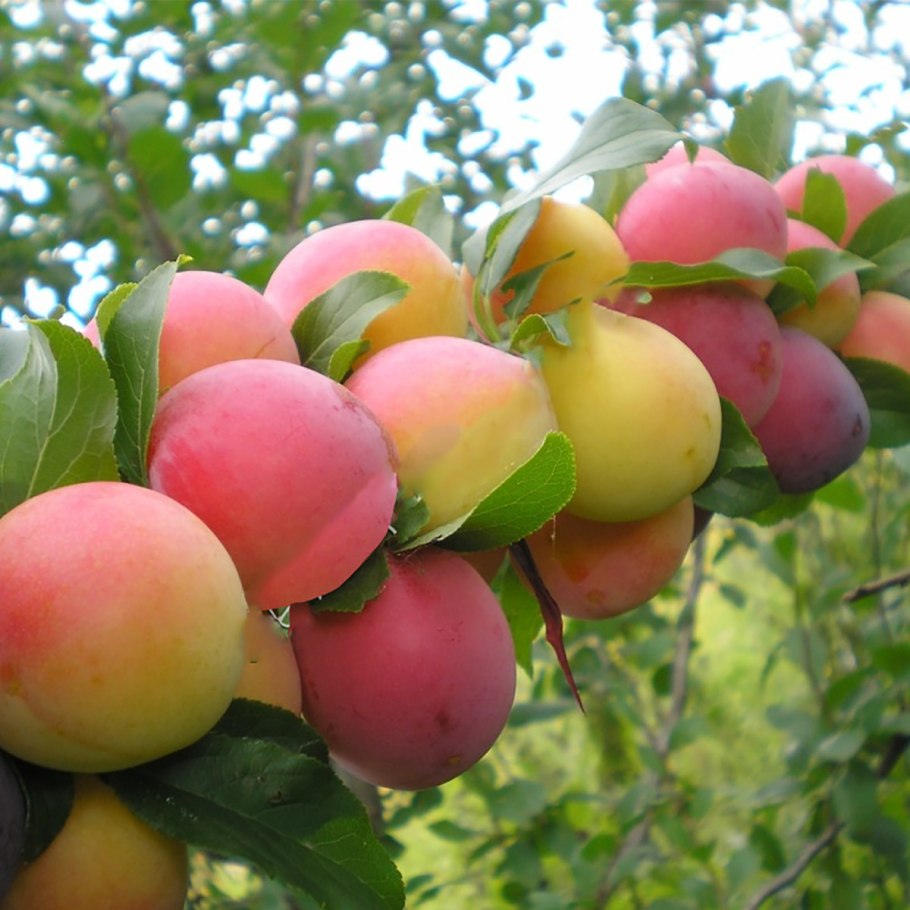 Алыча Владимирская Комета