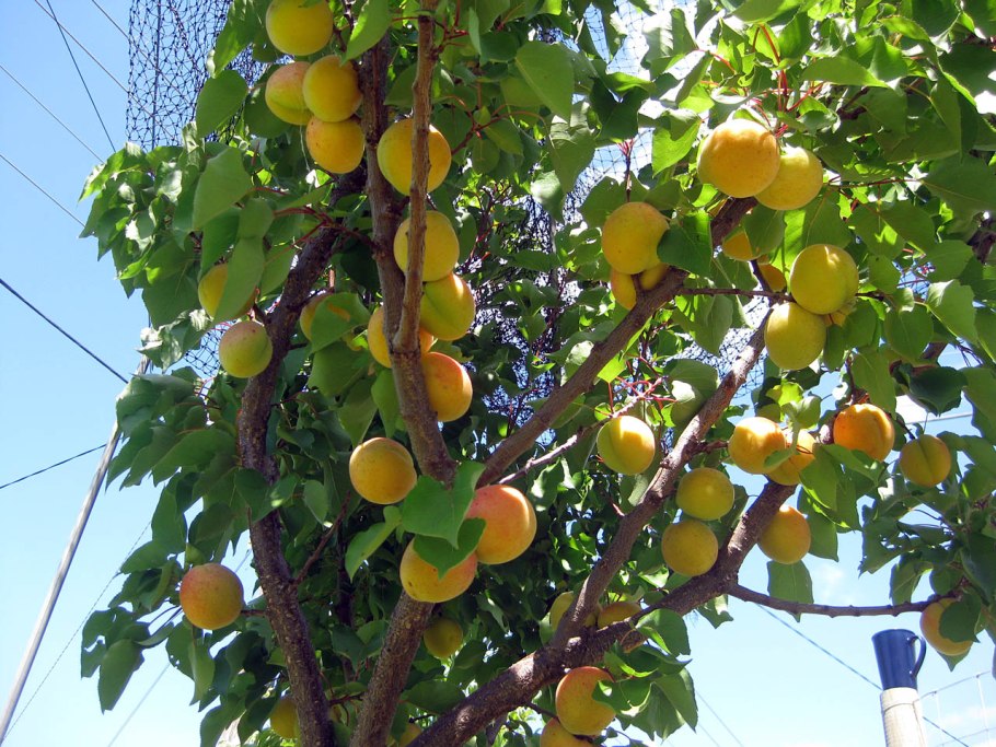 Алыча Клеопатра