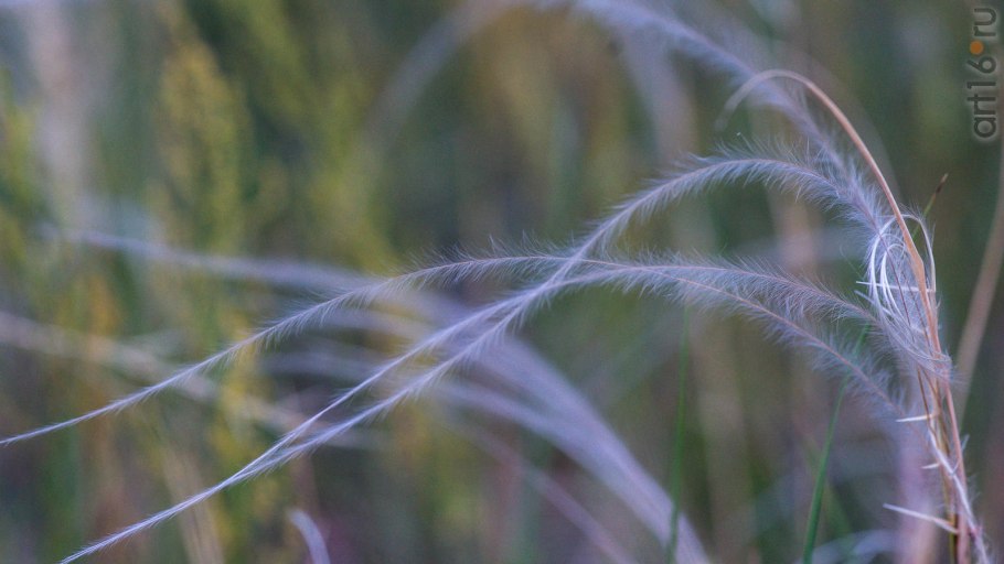 Ковыль волосатик Зерновка