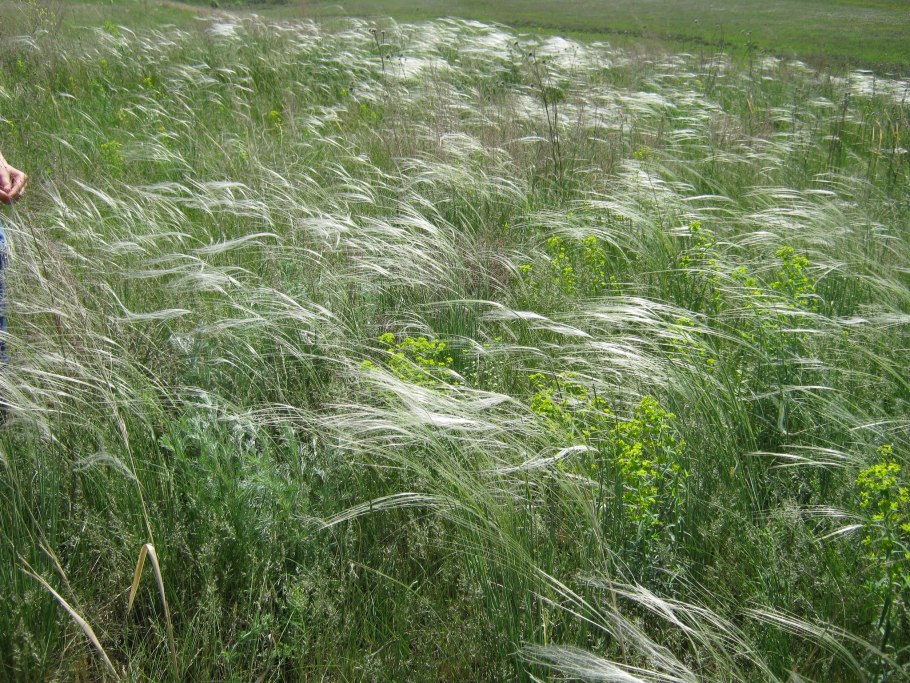 Ковыль Степной