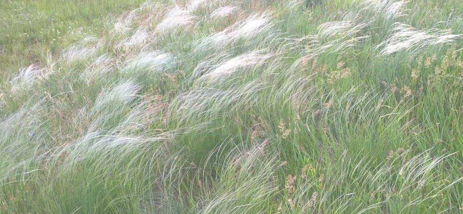 Ковыль ячмень гривастый (Hordeum jubatum)