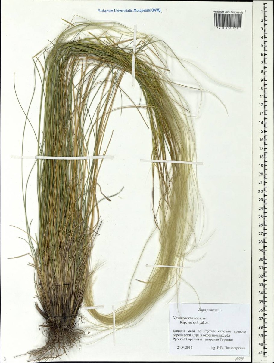 Ковыль гололистный