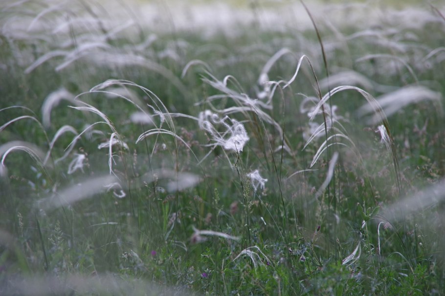 Ковыль-волосатик (Stipa)