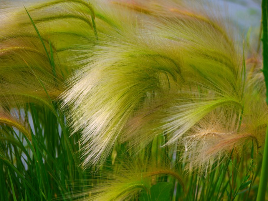 Стрелолист можжевельник ковыль