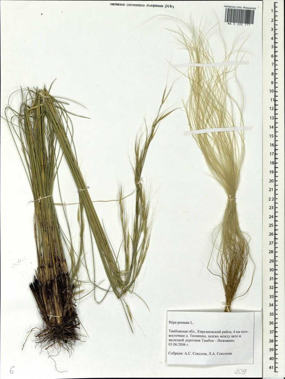 Ковыль тончайший (Stipa tenuissima) "Angel hair"