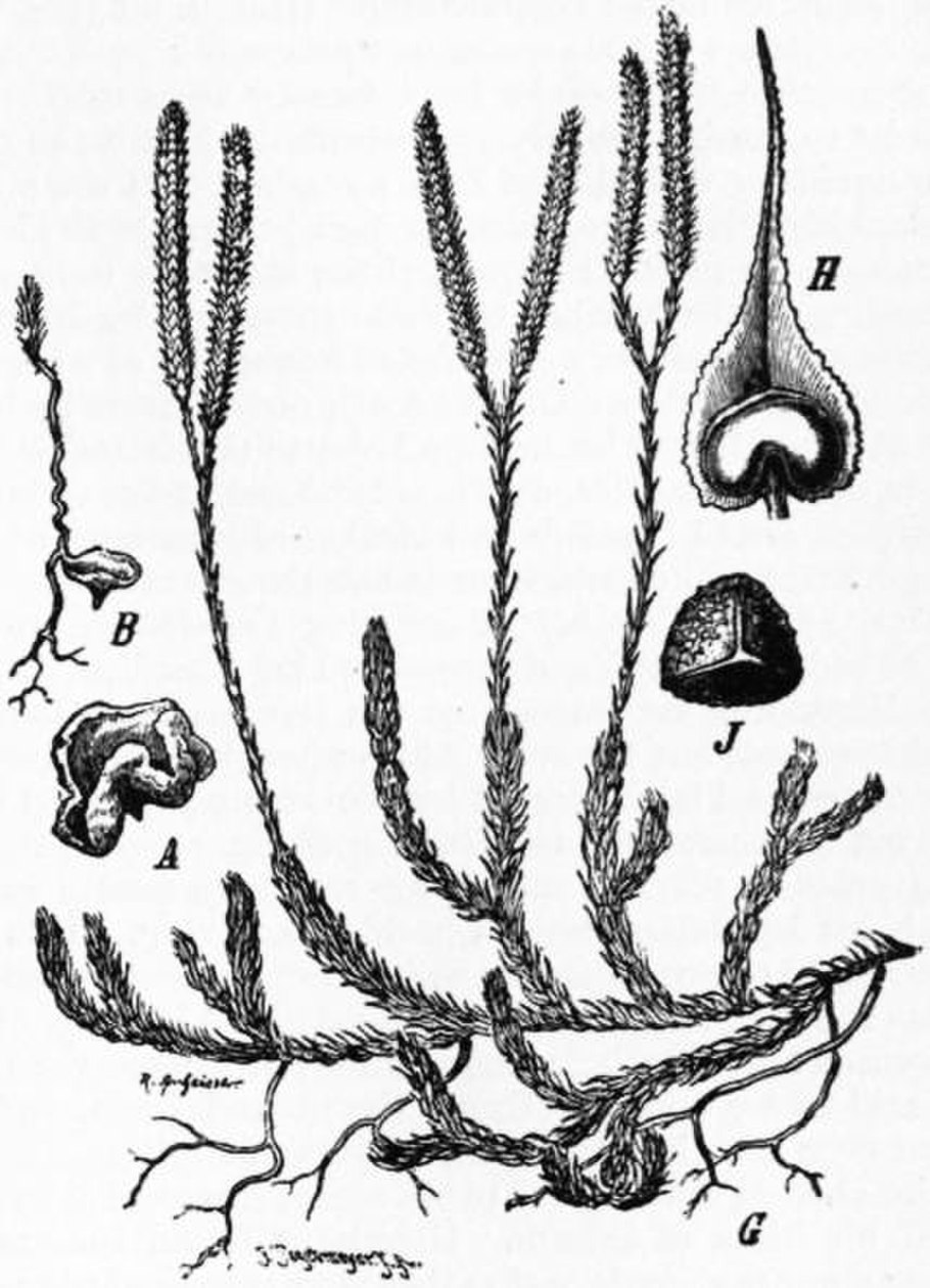 Плаун Баранец хвощ