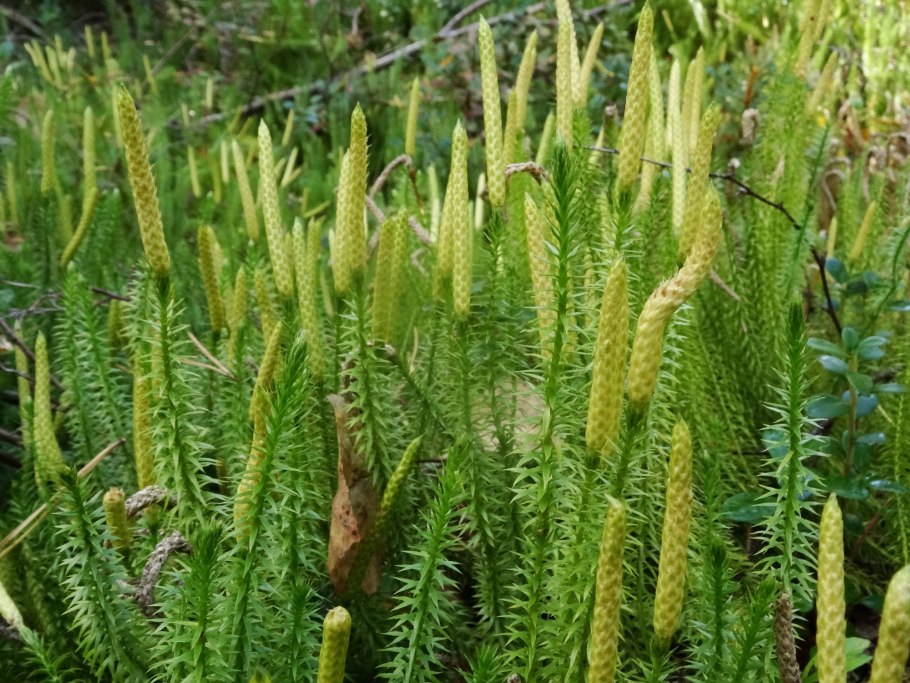Плаун (Lycopodium)