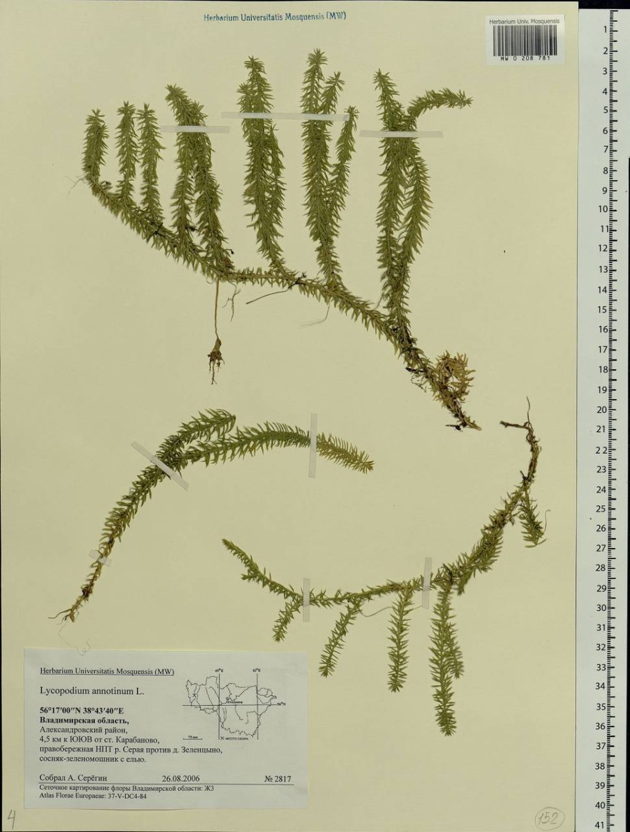 Селагинелла ботаника