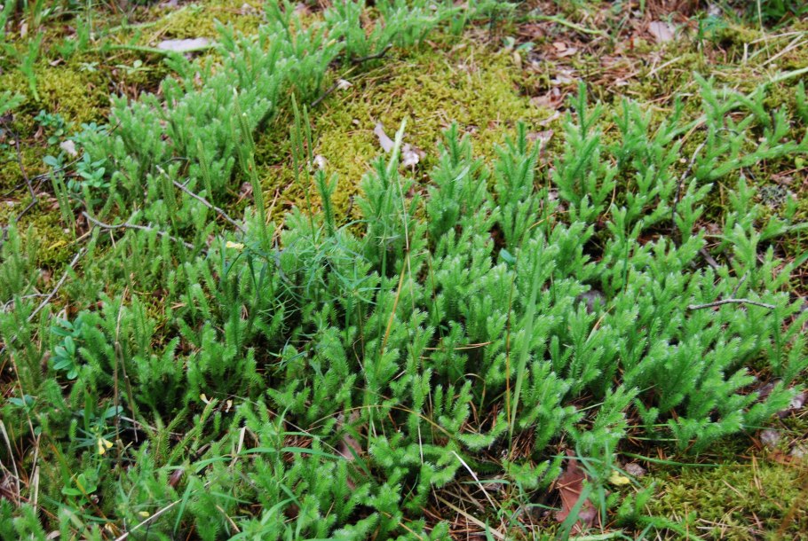 Жизненный цикл селагинеллы схема