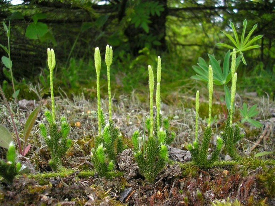 Selaginella стробилы