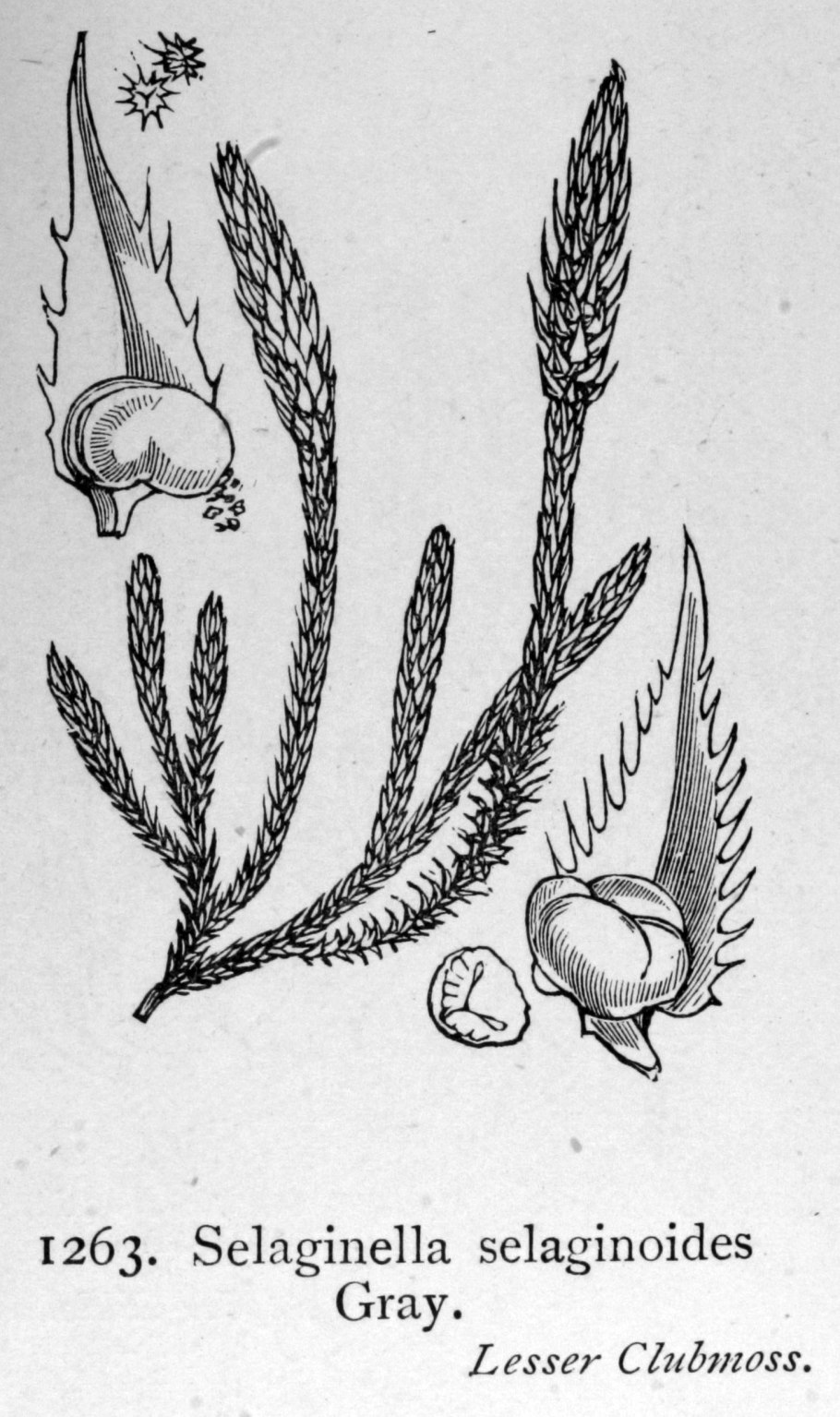 Huperziales плаун