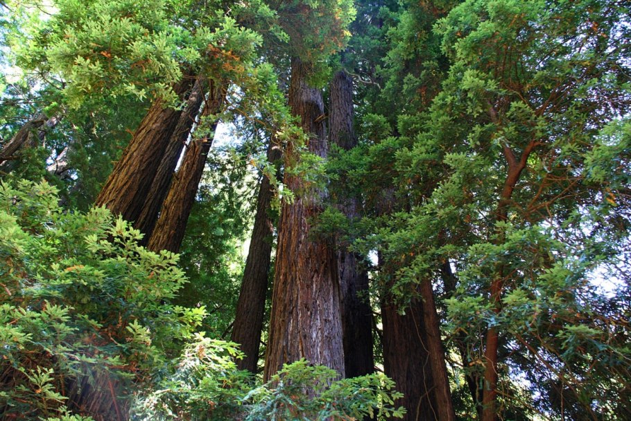 Секвойя Тиссолистная