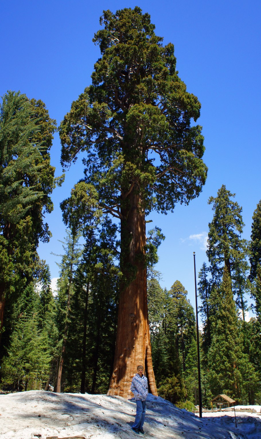 Секвойя дерево в Абхазии