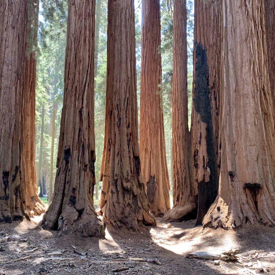 Секвойя национальный парк США тропы
