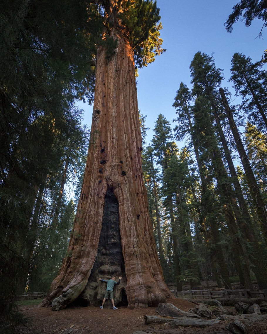 Секвойядендрон генерал Шерман