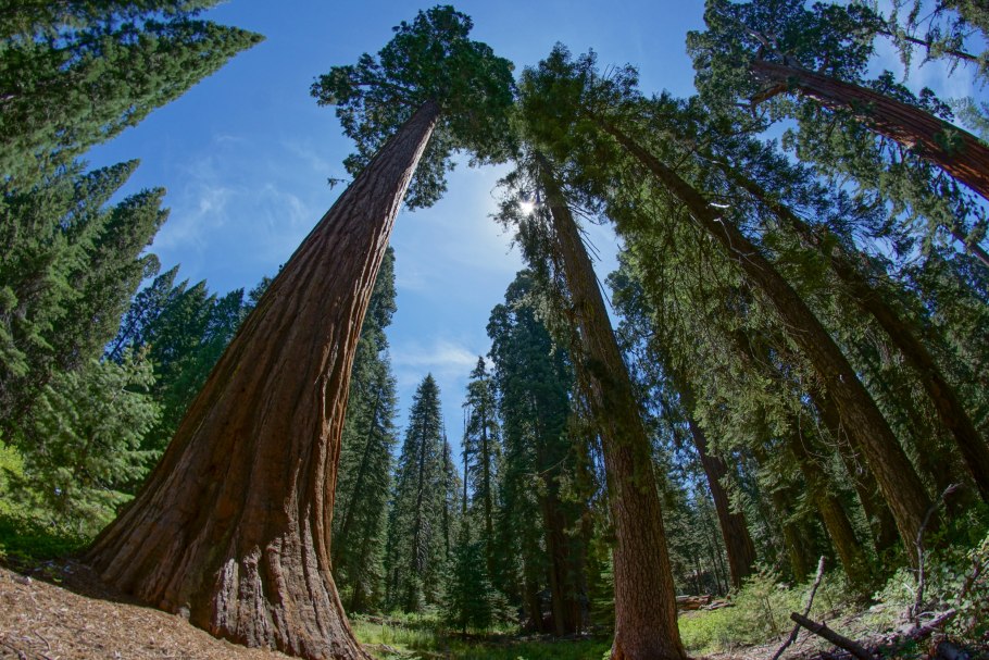 Секвойя парк Екатеринбург