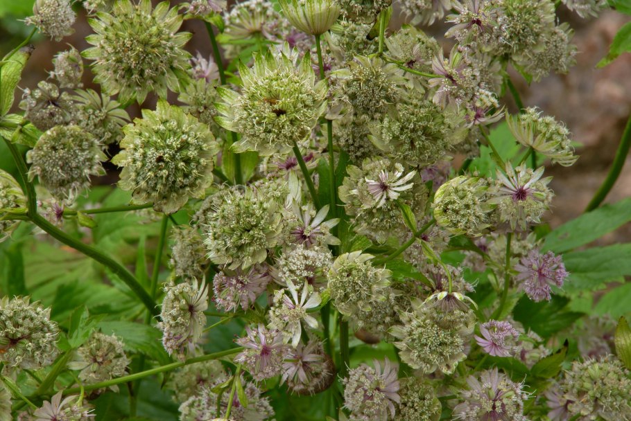 Астранция крупная 'Shaggy'