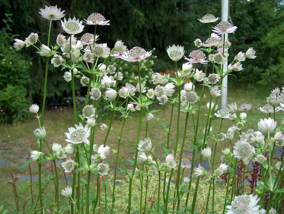 Астранция крупная Альба