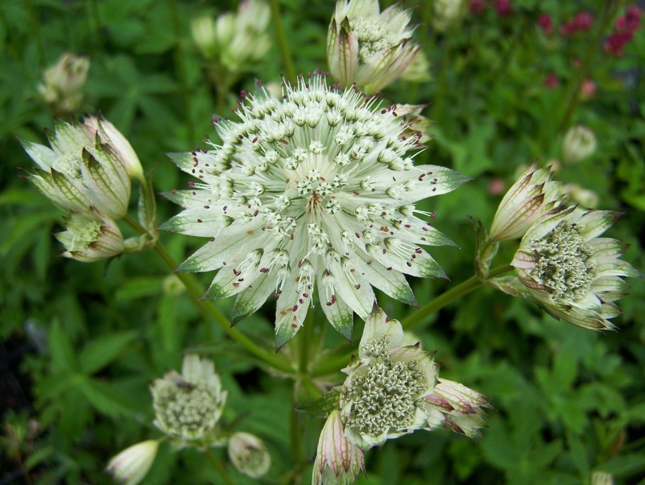Астранция крупная (Astrantia Major)