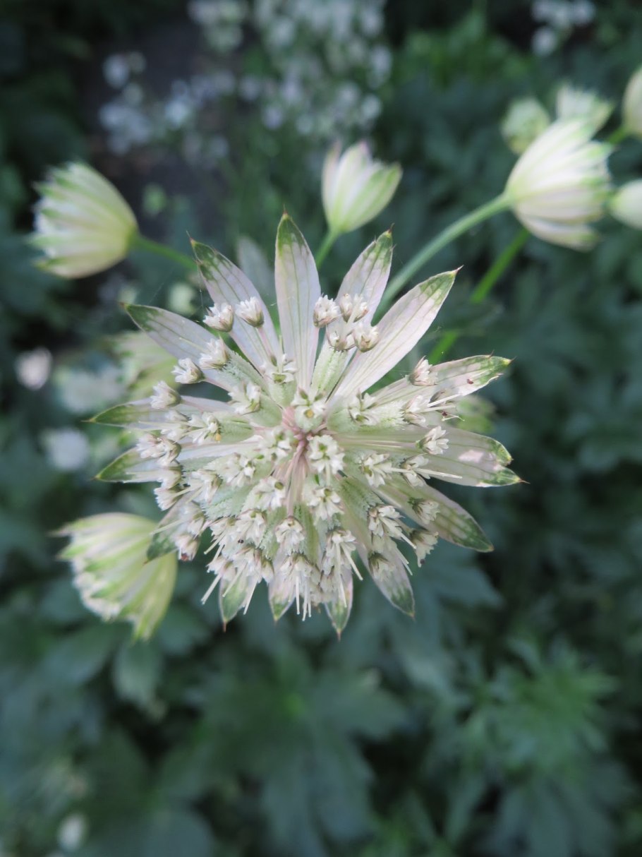 Астранция Альба