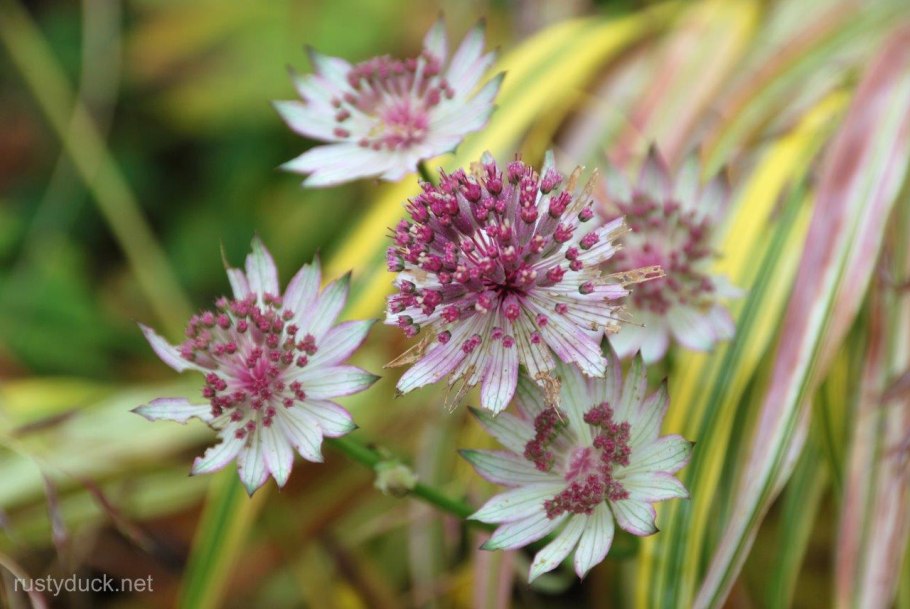 Астранция Альба