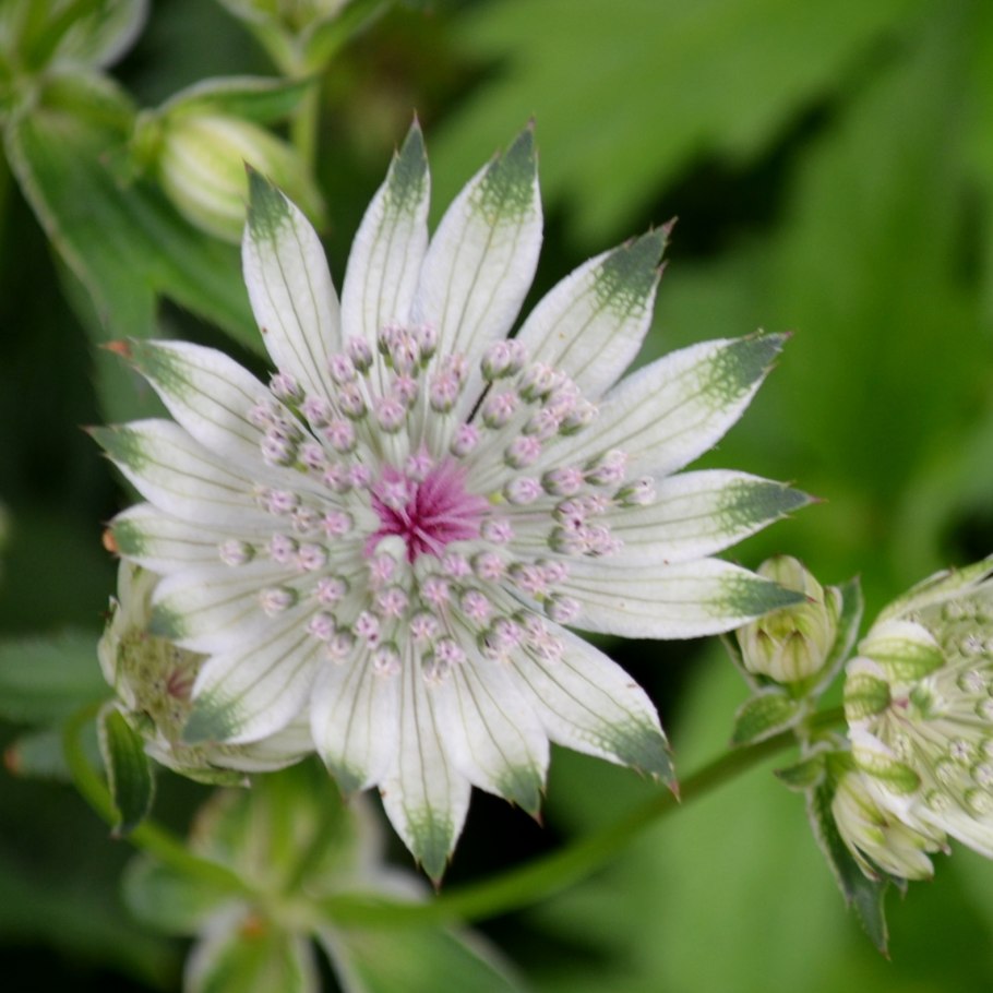Astrantia Major 'Shaggy' .