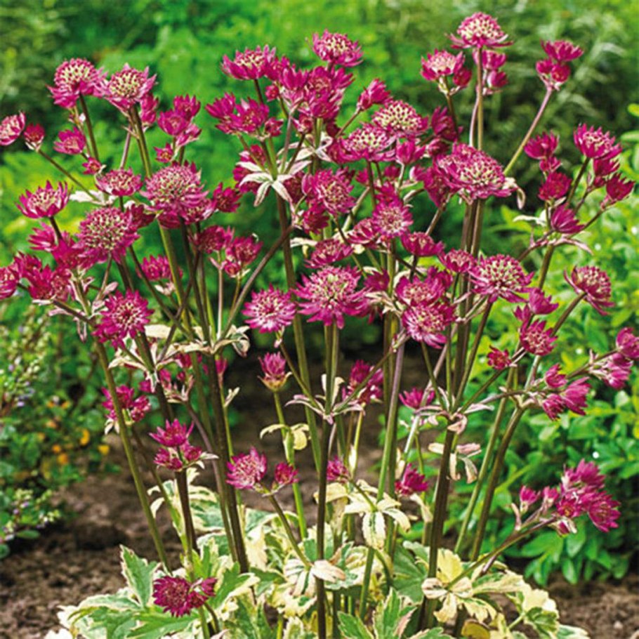Астранция Astrantia Major Shaggy