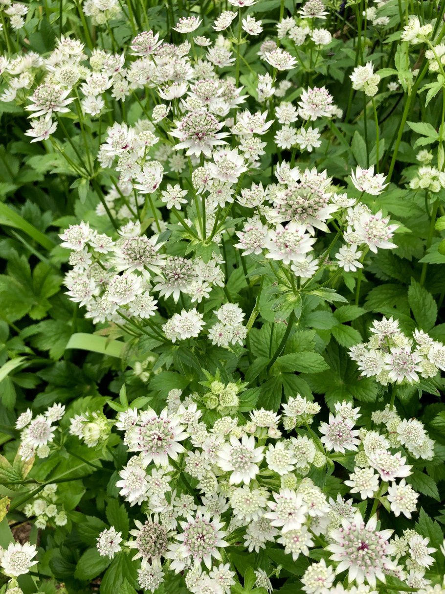 Астранция Snowstar