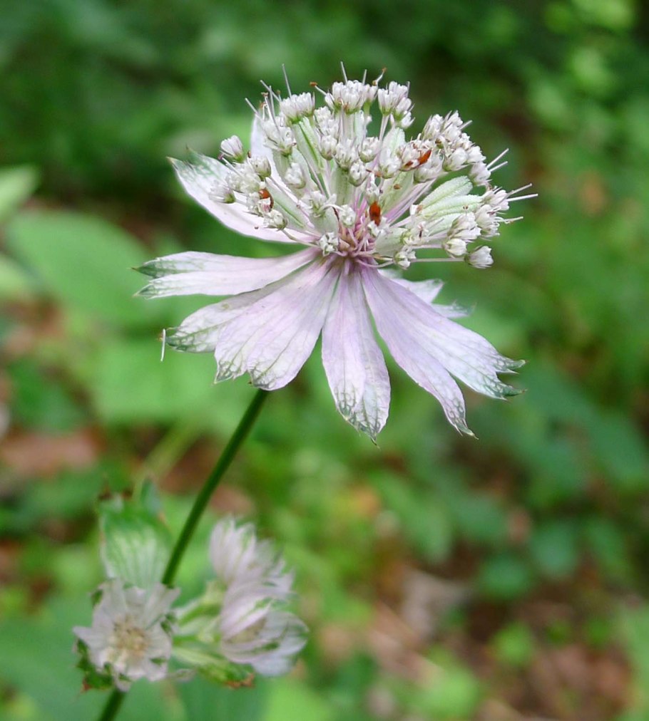 White giant Астранция